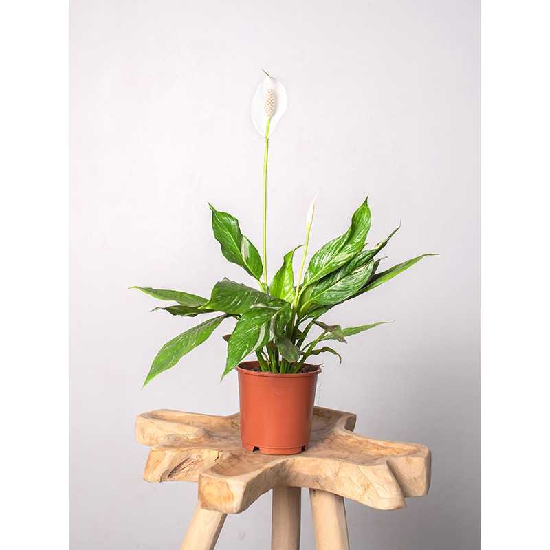 Skrzydłokwiat 'Diamond' | Mały