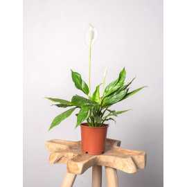 Skrzydłokwiat 'Diamond' | Mały