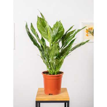 Skrzydłokwiat 'Diamond'