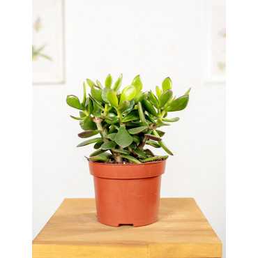 Grubosz 'Minova Magic' | Mały