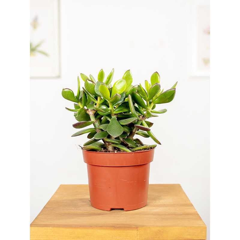 Grubosz 'Minova Magic' | Mały