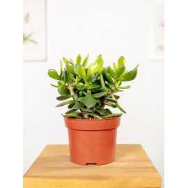 Grubosz 'Minova Magic' | Mały