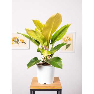 Filodendron 'Moonlight'