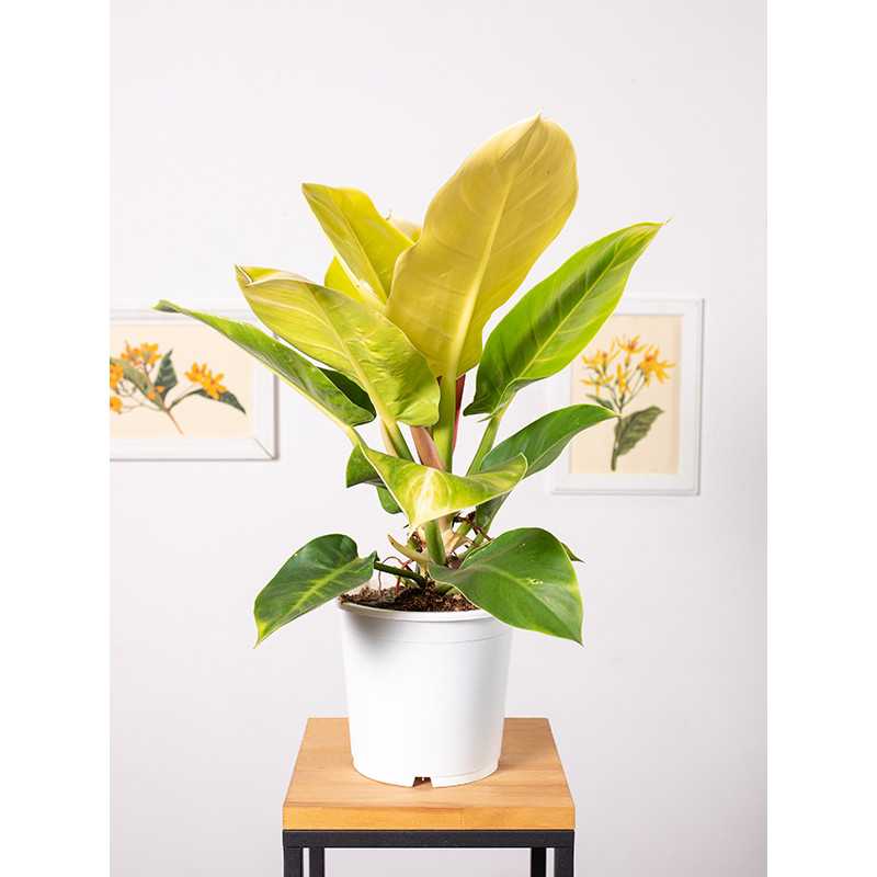 Filodendron 'Moonlight'