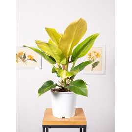 Filodendron 'Moonlight'