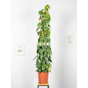 Filodendron 'Brasil' na pniu | Duży