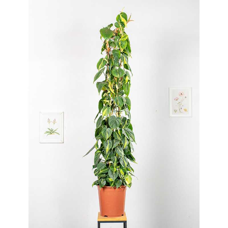 Filodendron 'Brasil' na pniu | Duży