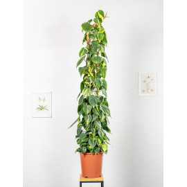 Filodendron 'Brasil' na pniu | Duży