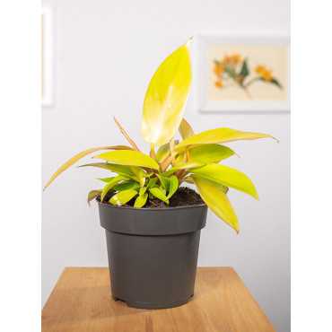 Filodendron 'Prince of Orange' | Maly