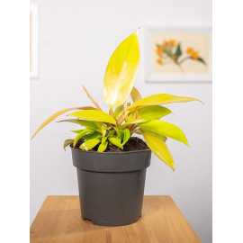 Filodendron 'Prince of Orange' | Maly