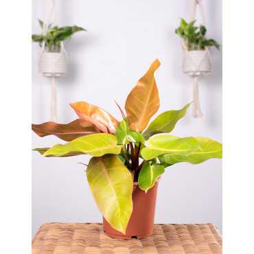 Filodendron 'Prince of Orange'