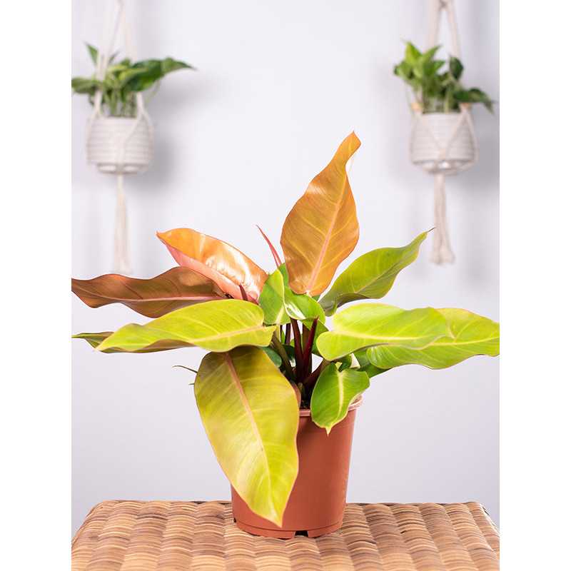 Filodendron 'Prince of Orange'