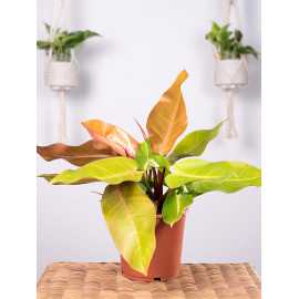 Filodendron 'Prince of Orange'