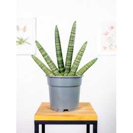 Sansewieria 'Boncel'