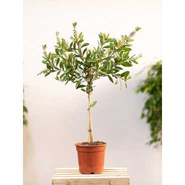 Kuflik cytrynowy na pniu