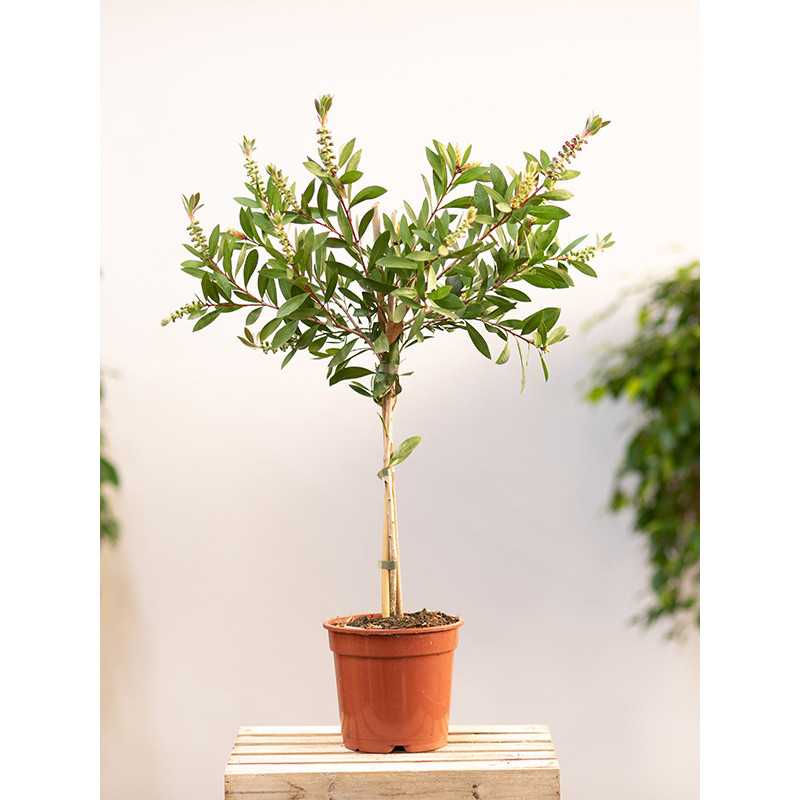 Kuflik cytrynowy na pniu