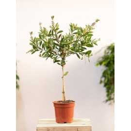 Kuflik cytrynowy na pniu