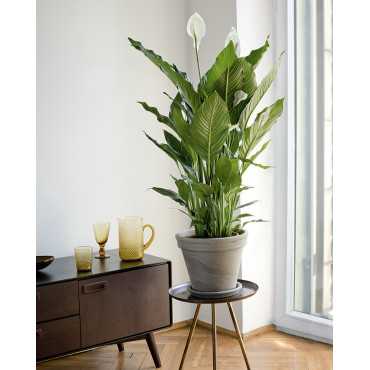 Skrzydłokwiat | Duży