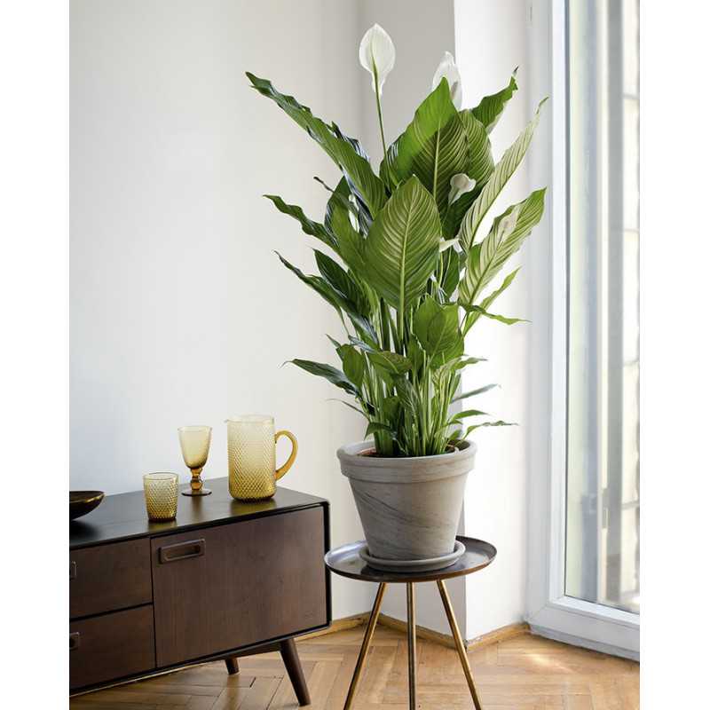 Skrzydłokwiat | Duży