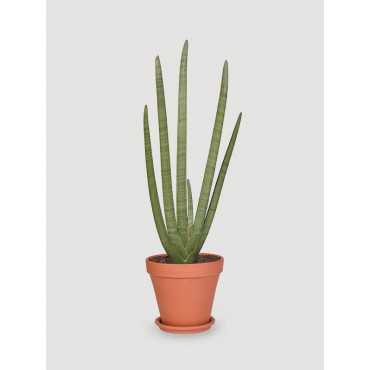 Sansewieria 'Starfish'