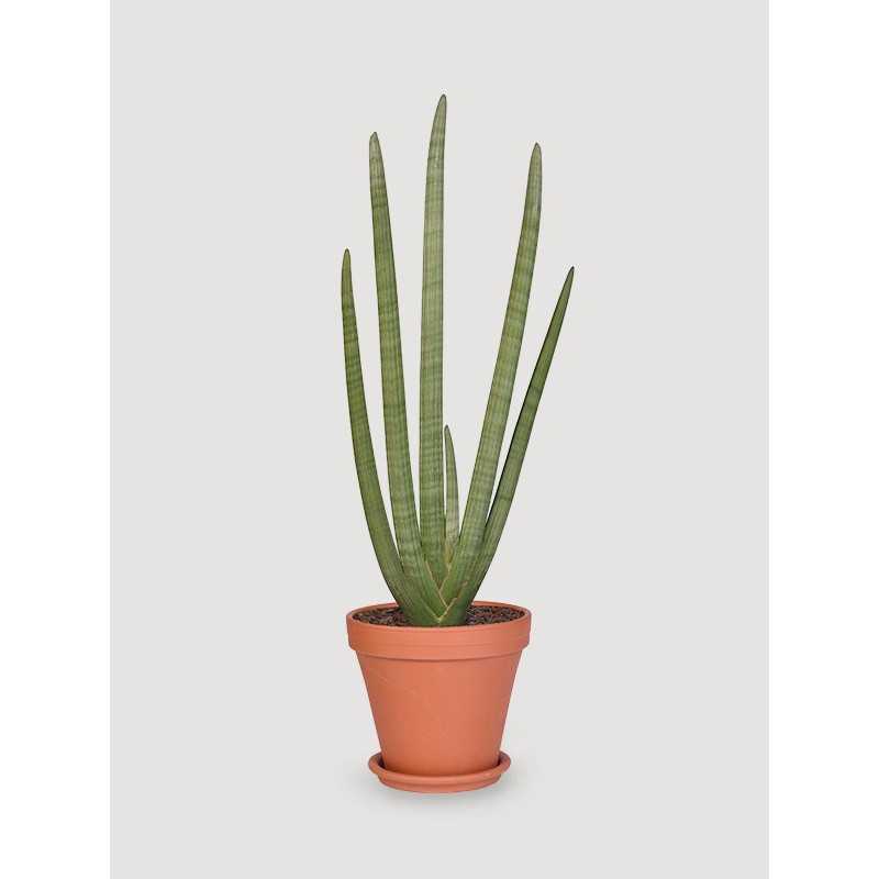 Sansewieria 'Starfish'