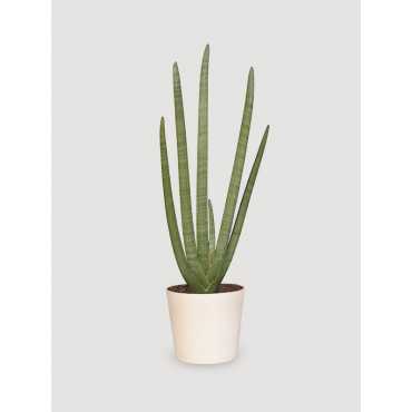 Sansewieria 'Starfish'