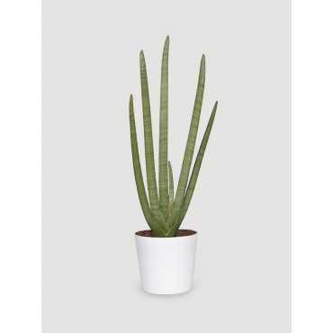 Sansewieria 'Starfish'