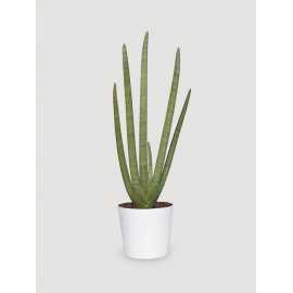 Sansewieria 'Starfish'
