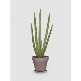Sansewieria 'Starfish'