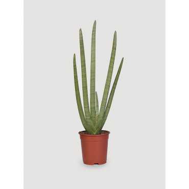 Sansewieria 'Starfish'