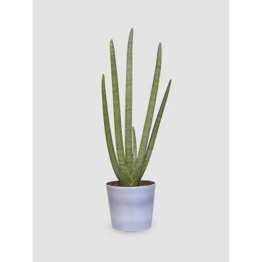 Sansewieria 'Starfish'