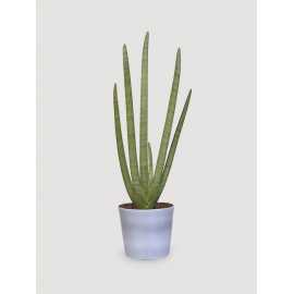 Sansewieria 'Starfish'