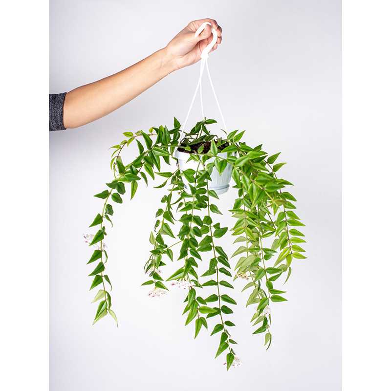 Hoja bella | Wisząca