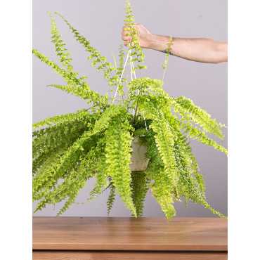 Paproć Nefrolepis | Duży