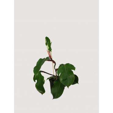 Filodendron squamiferum