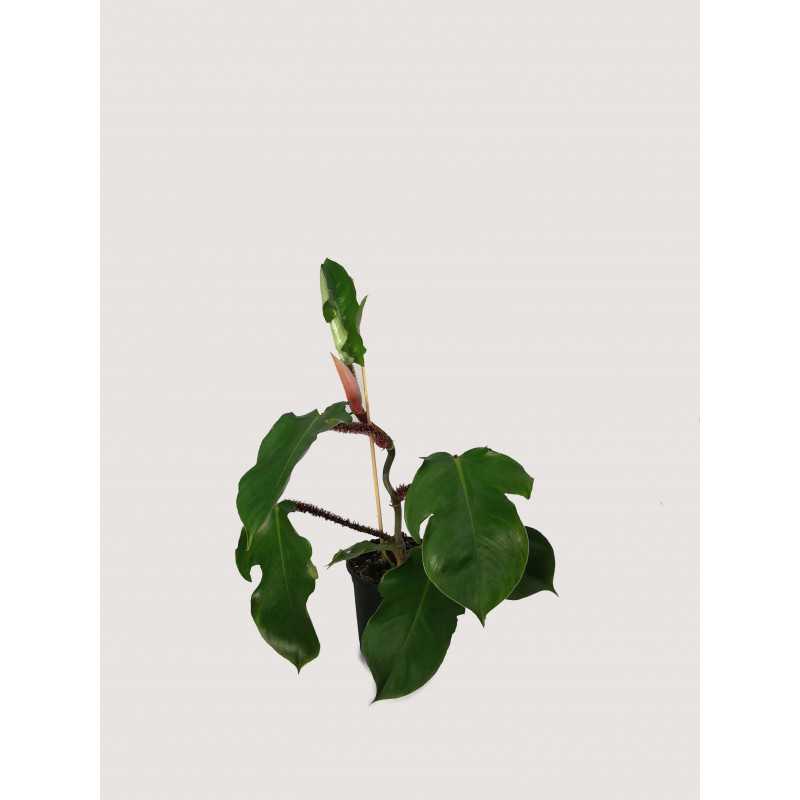 Filodendron squamiferum