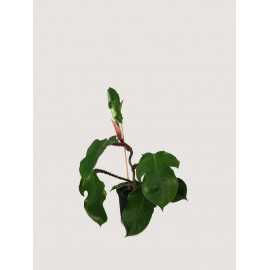 Filodendron squamiferum