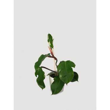 Filodendron squamiferum