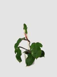 Filodendron squamiferum