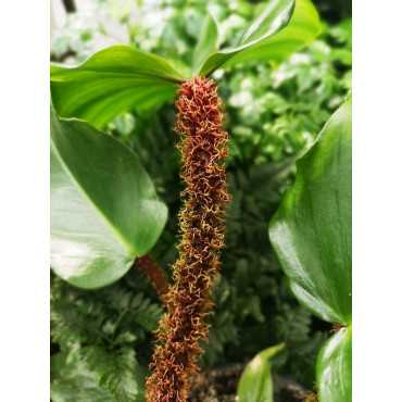 Filodendron squamiferum