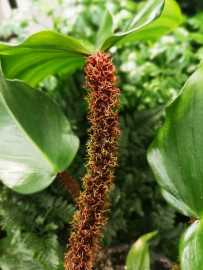 Filodendron squamiferum