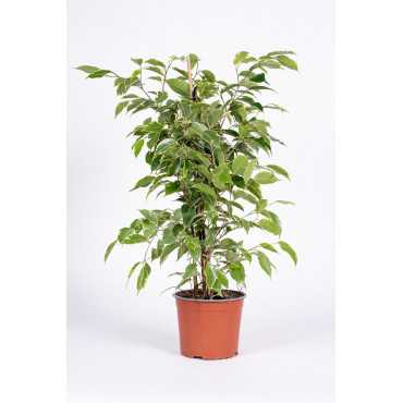 Fikus 'Golden King' | Duży