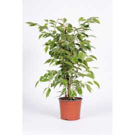 Fikus 'Golden King' | Duży