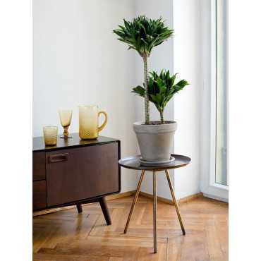 Dracena 'Compacta' | Duża