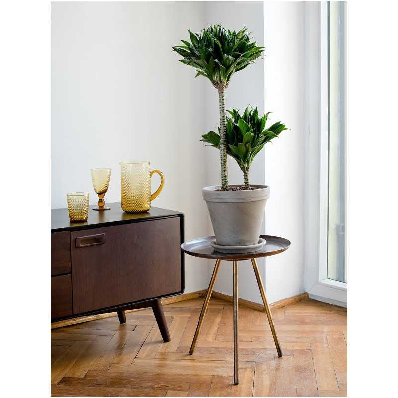 Dracena 'Compacta' | Duża