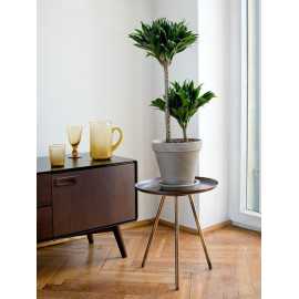 Dracena 'Compacta' | Duża