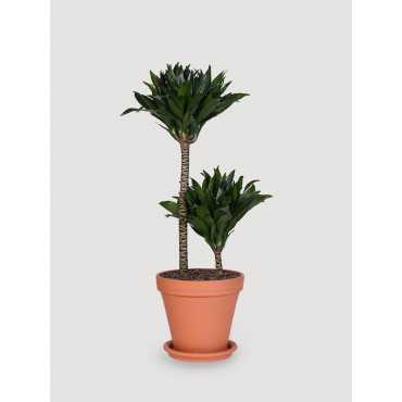 Dracena 'Compacta' | Duża