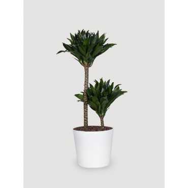 Dracena 'Compacta' | Duża