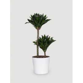 Dracena 'Compacta' | Duża