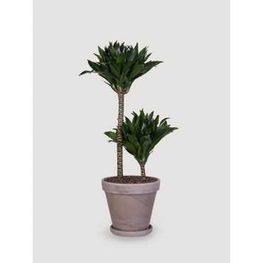 Dracena 'Compacta' | Duża